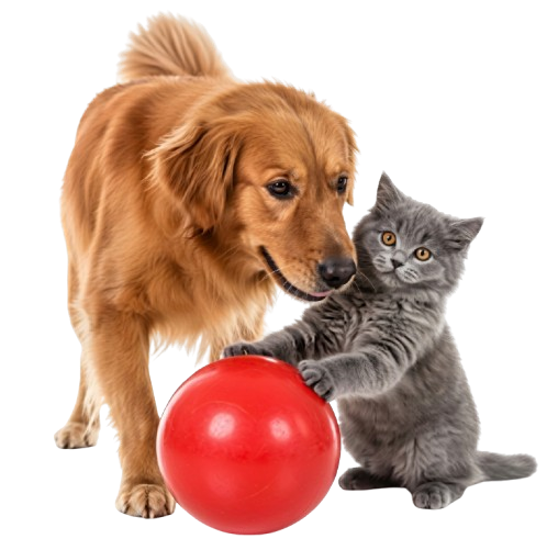 Pets Playing